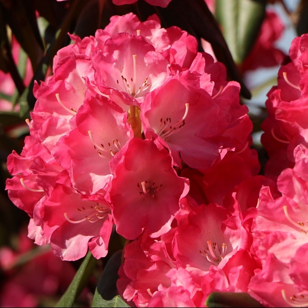 Превью изображения