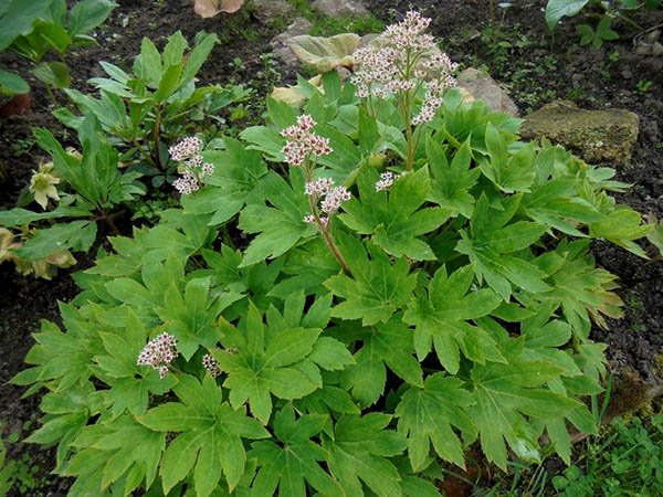 Превью изображения