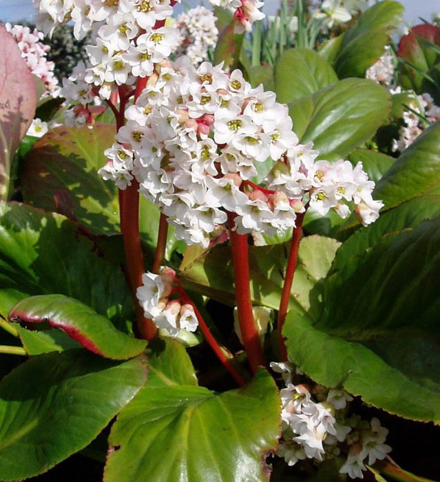 Превью изображения