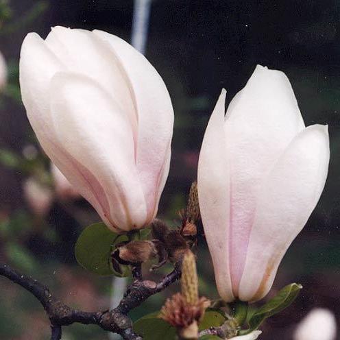 Превью изображения