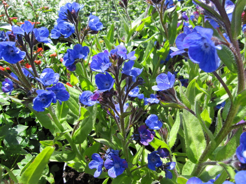 Превью изображения