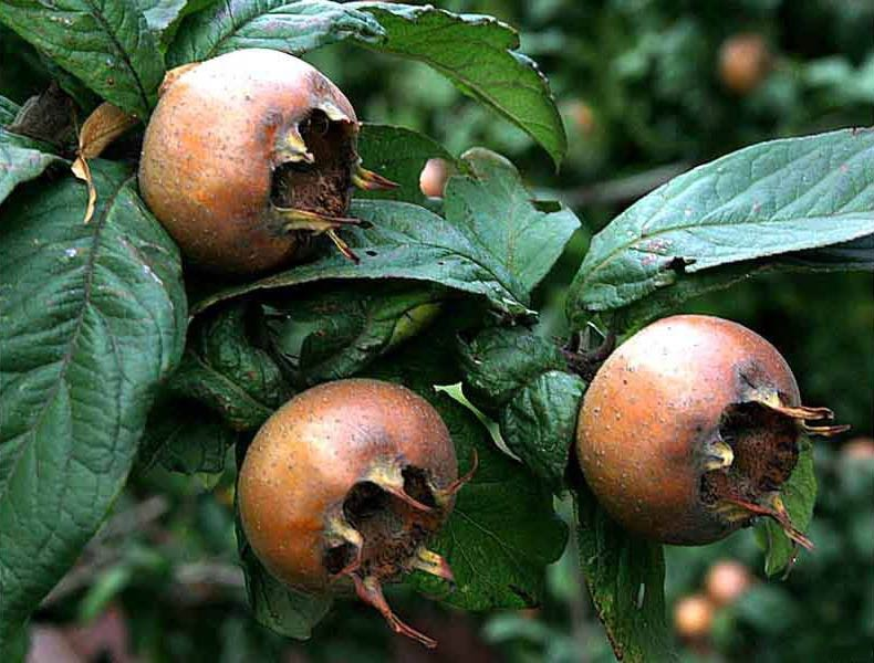 Превью изображения