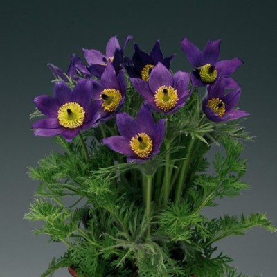 Превью изображения