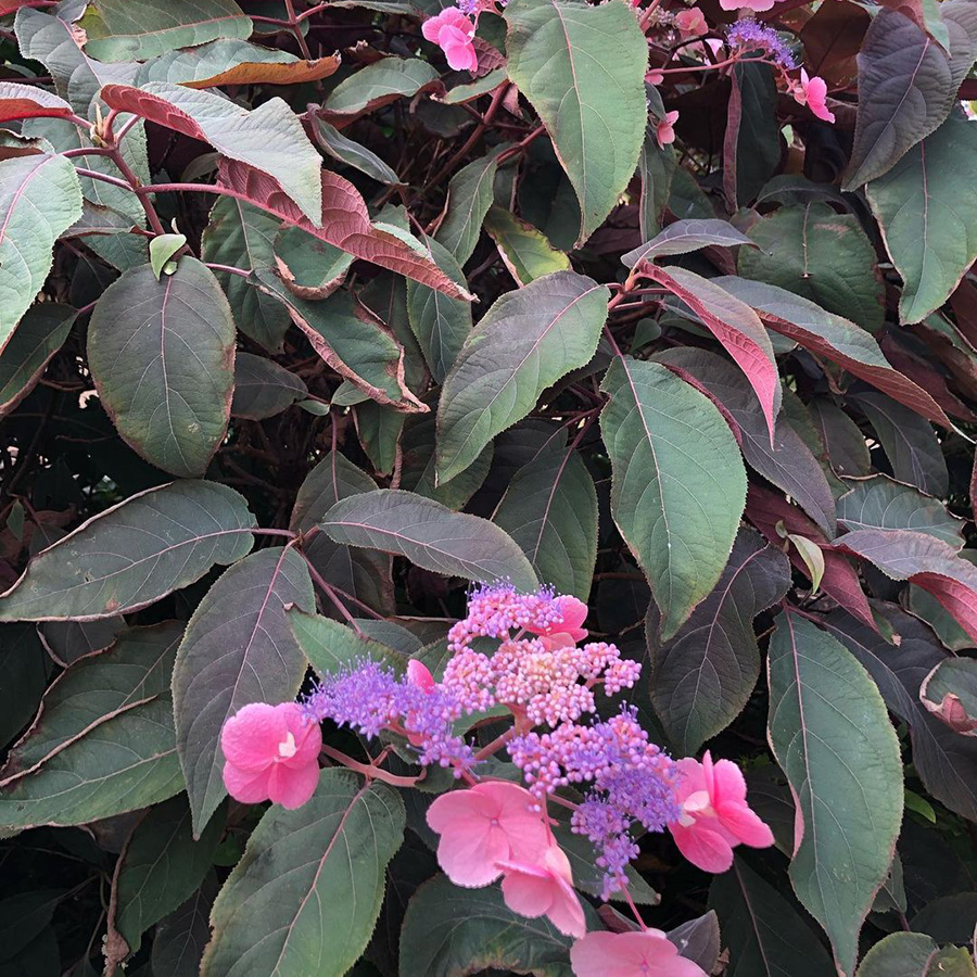 Превью изображения