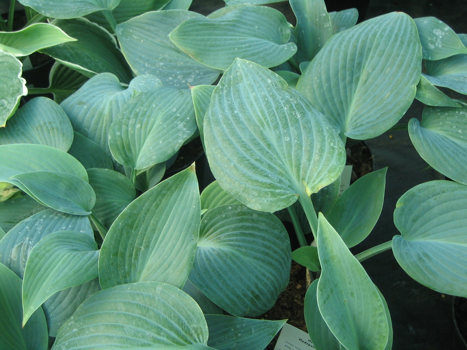 Превью изображения