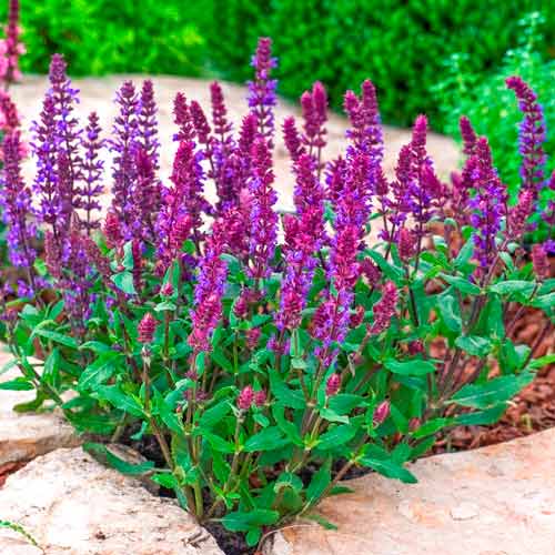 Превью изображения