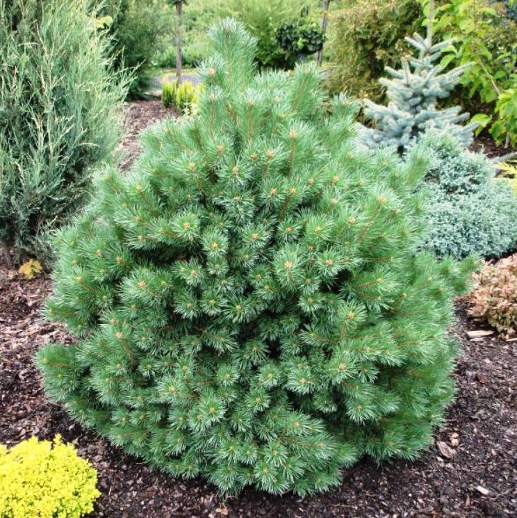 Превью изображения