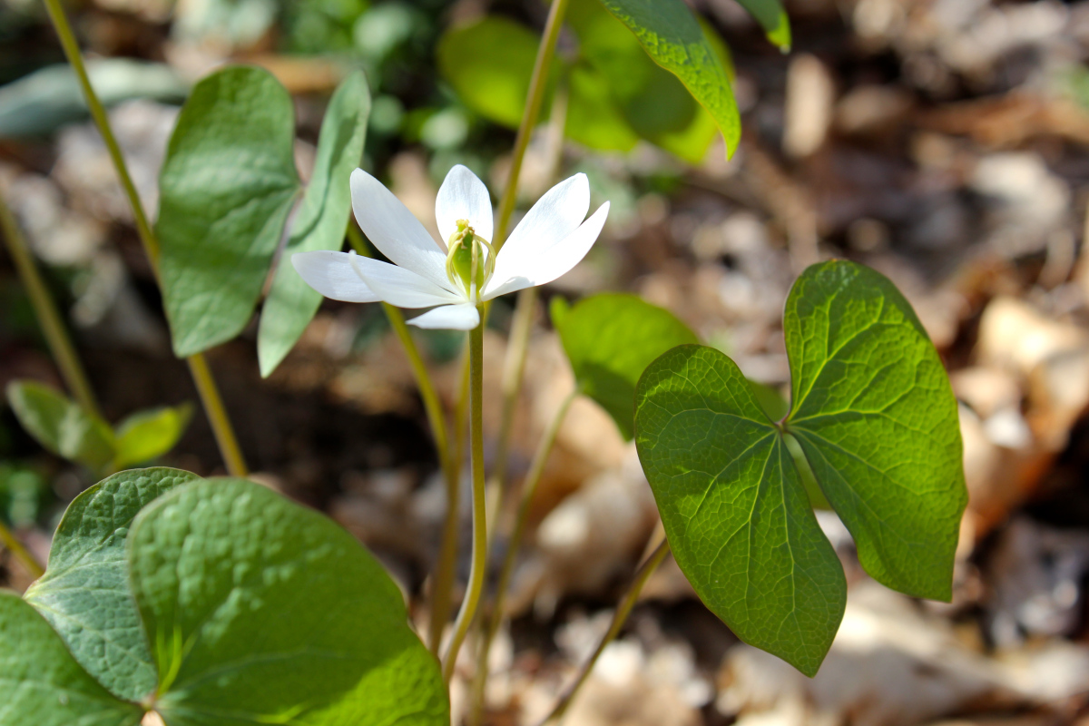 Превью изображения