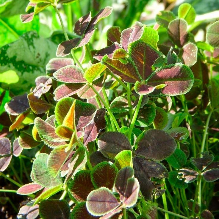 Превью изображения