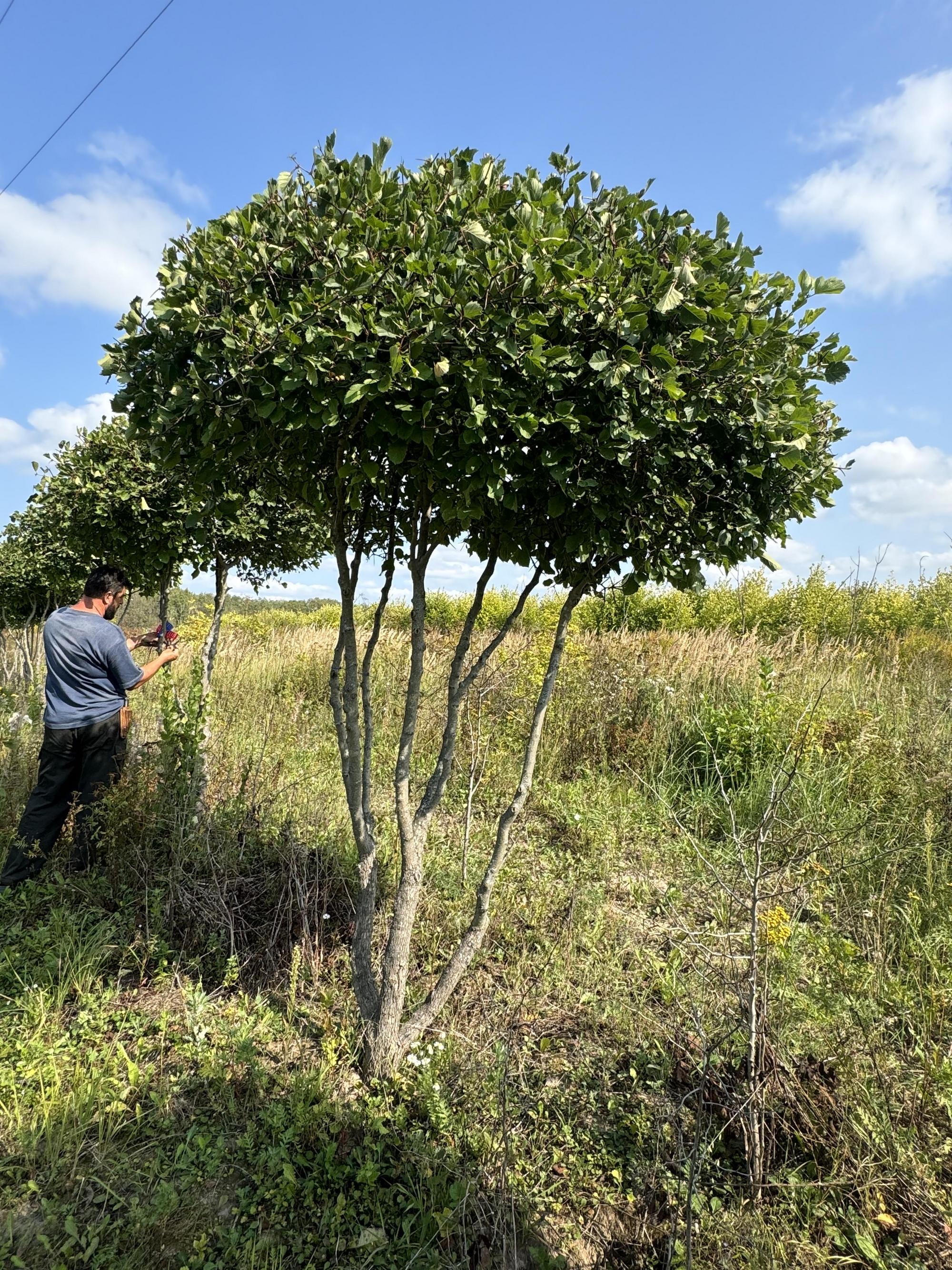 Превью изображения