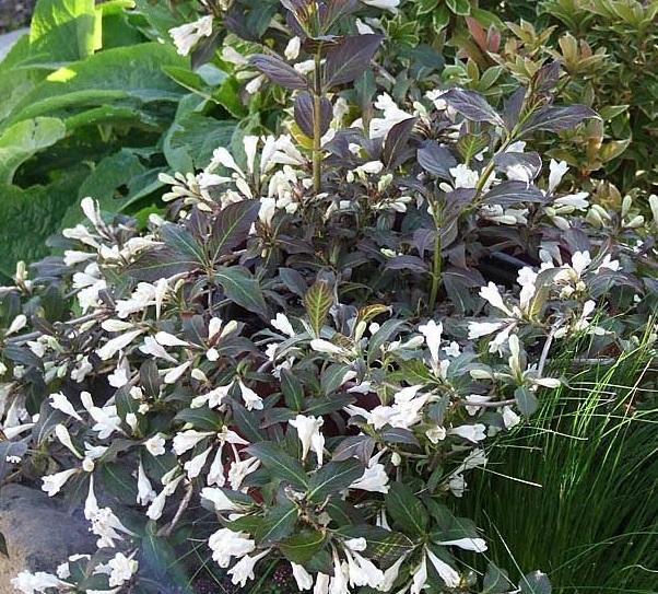 Превью изображения