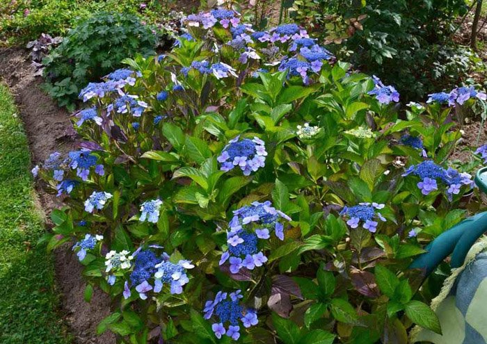 Превью изображения