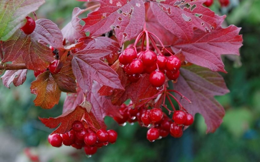 Превью изображения