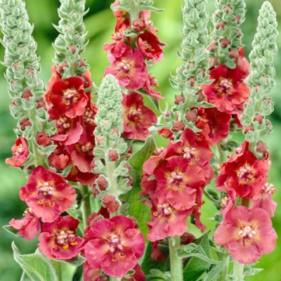 Превью изображения