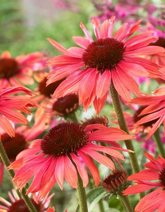 Превью изображения