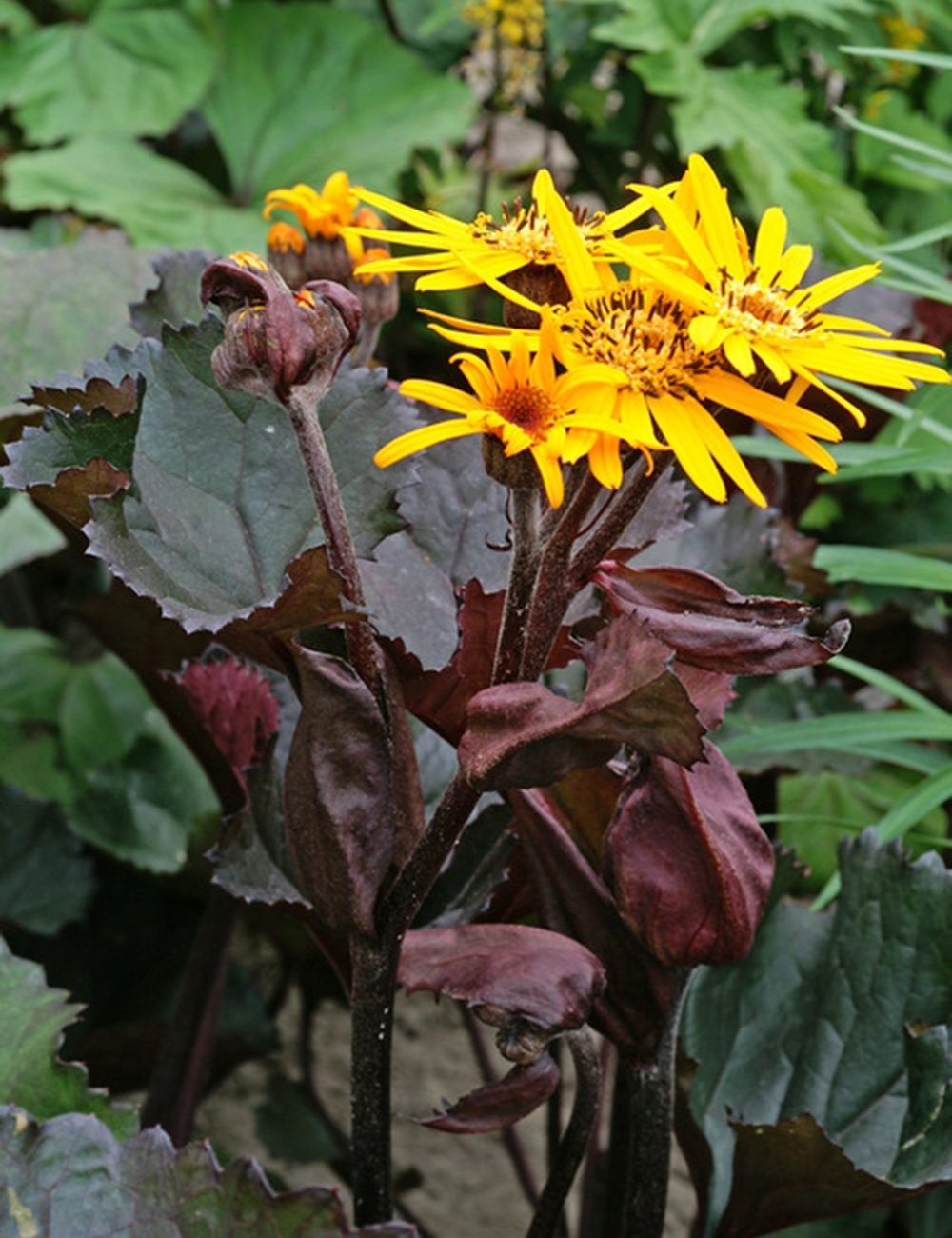 Превью изображения