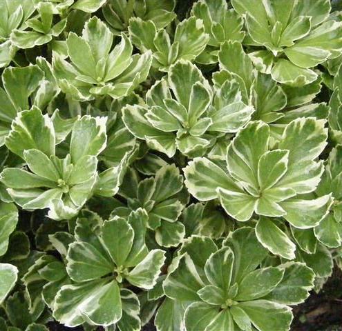 Превью изображения