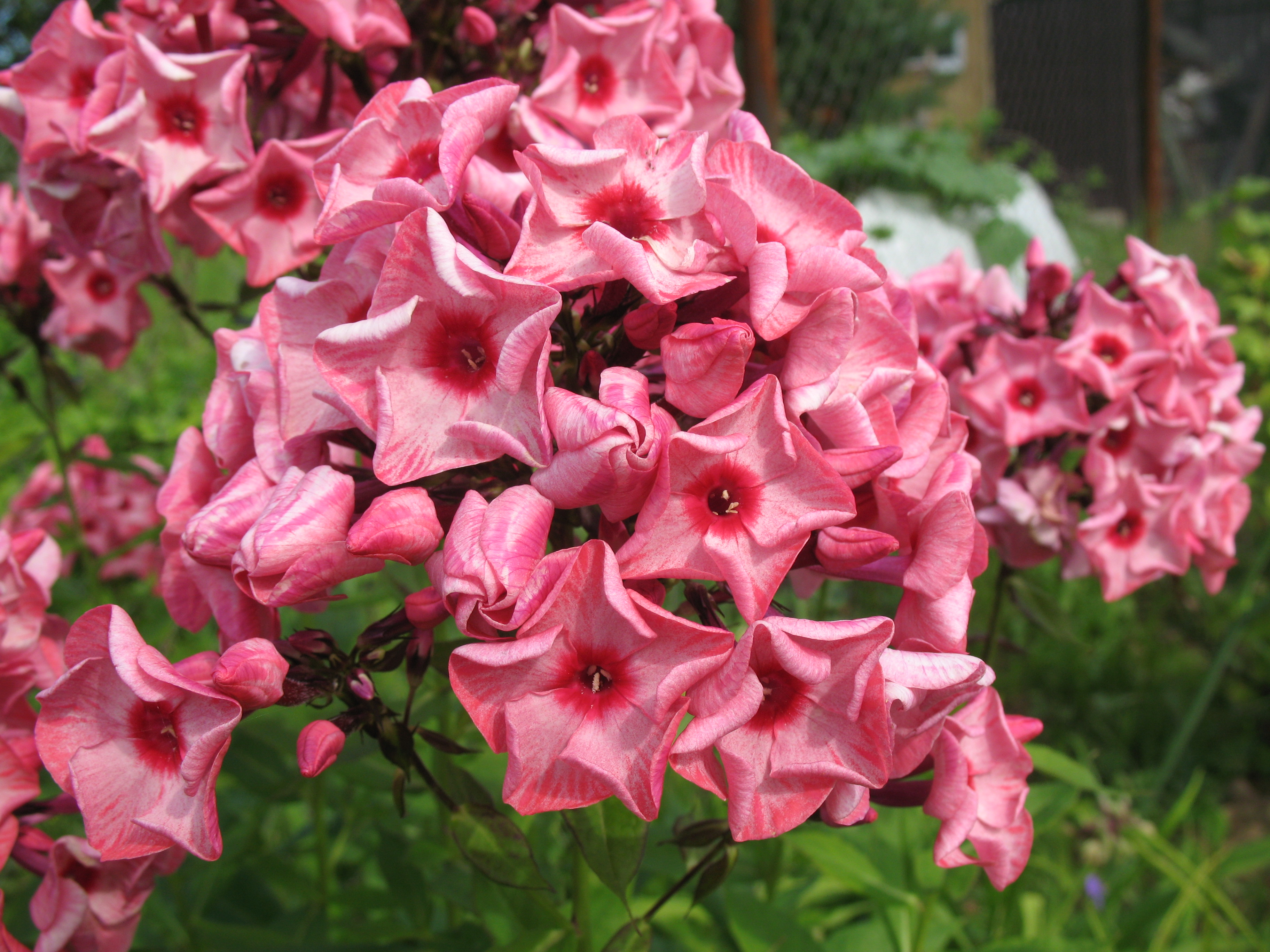 Превью изображения