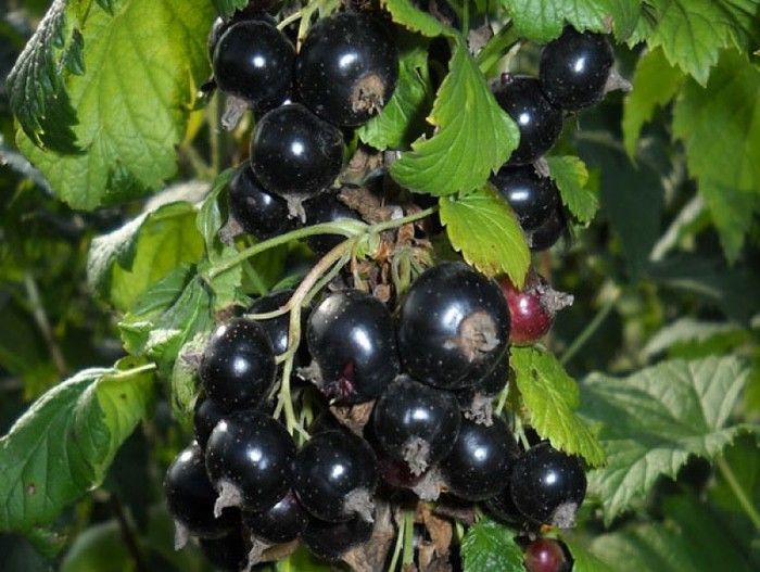 Превью изображения