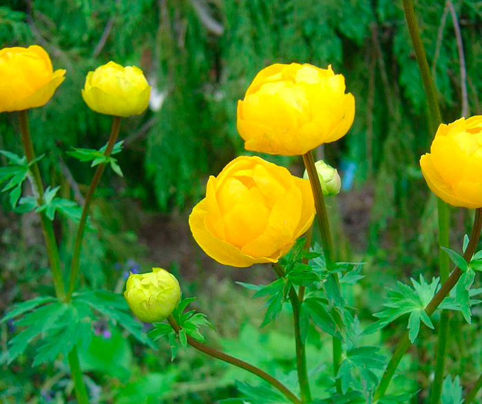 Превью изображения