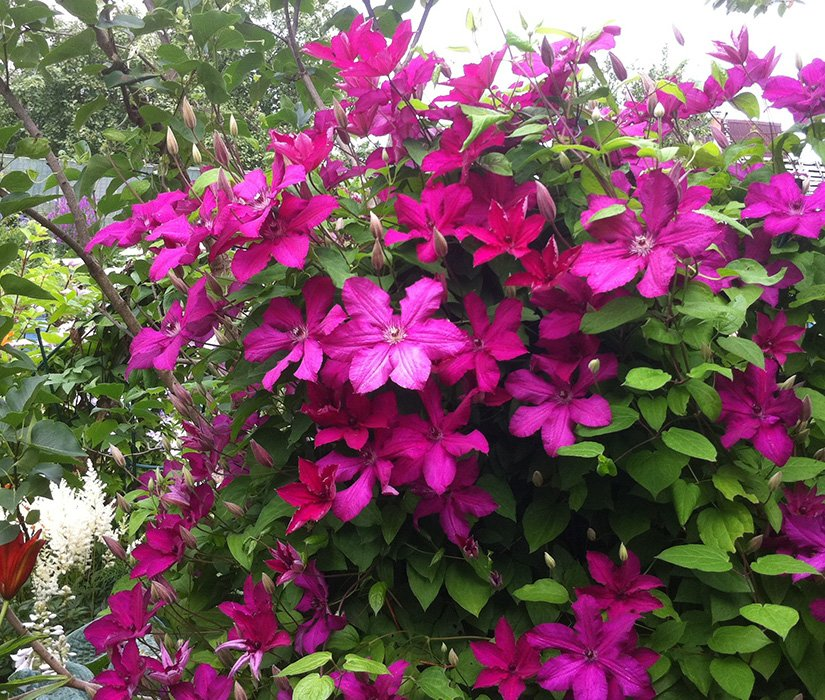 Превью изображения