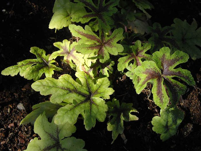 Превью изображения