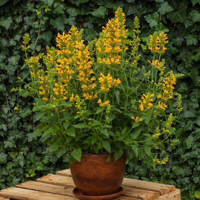 Превью изображения