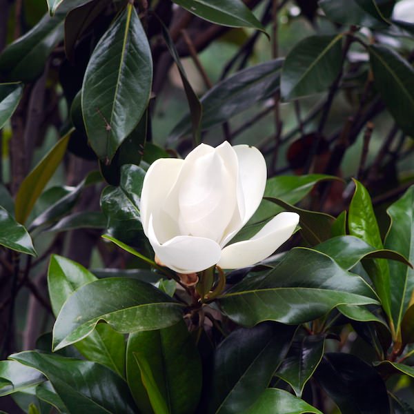 Превью изображения