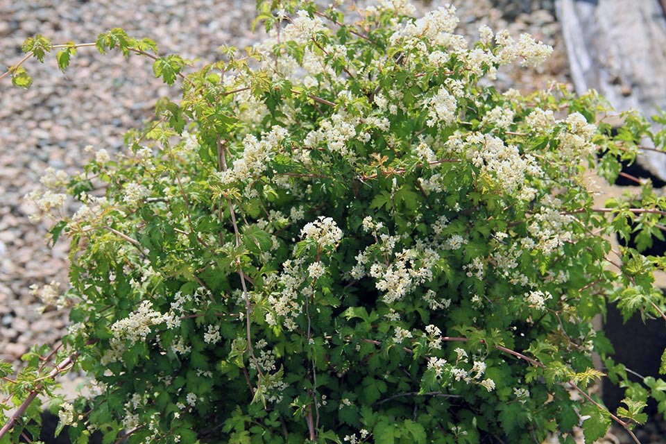 Превью изображения