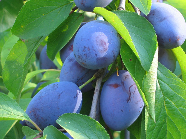 Превью изображения