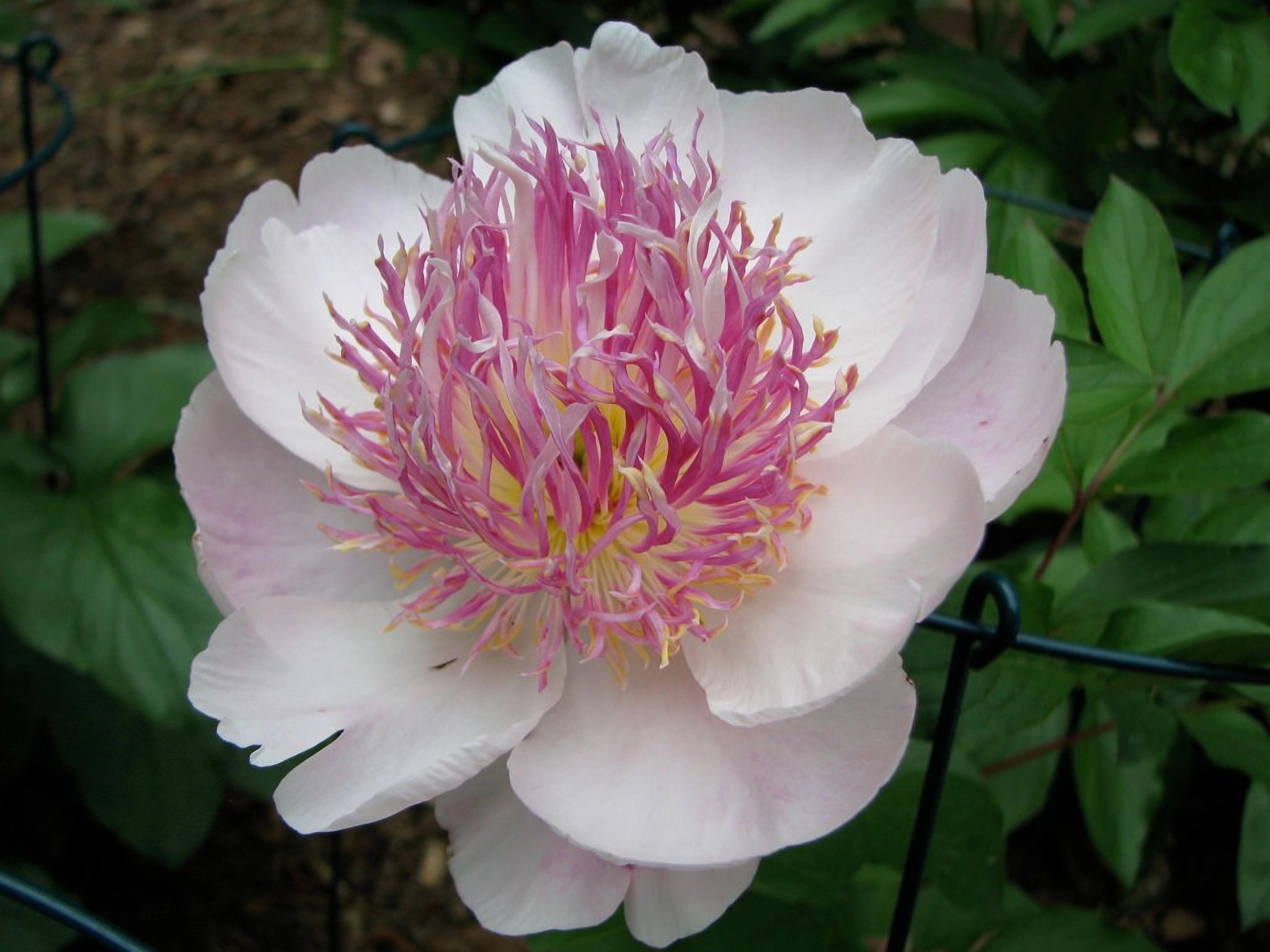 Превью изображения