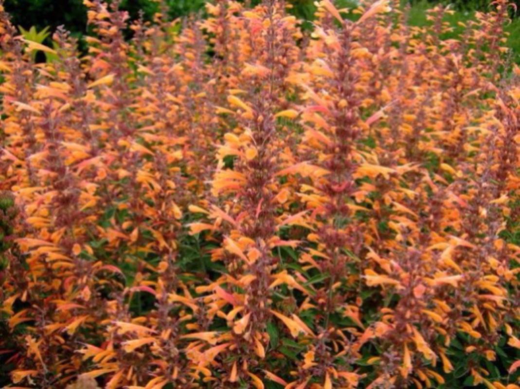 Превью изображения