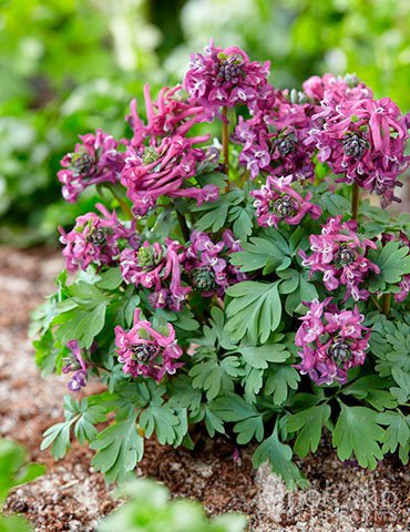 Превью изображения