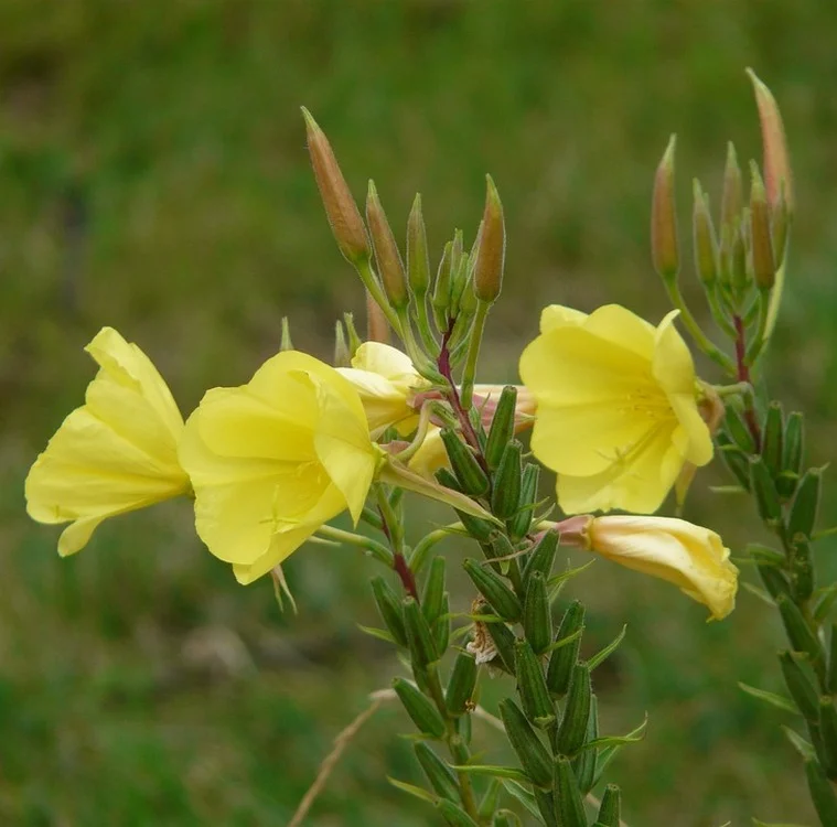 Превью изображения