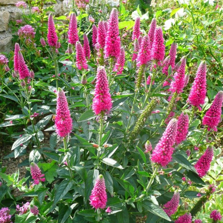 Превью изображения