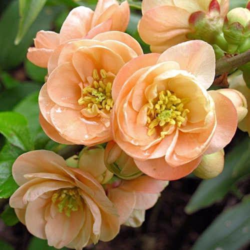 Превью изображения