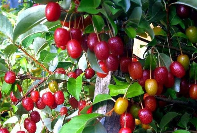 Превью изображения