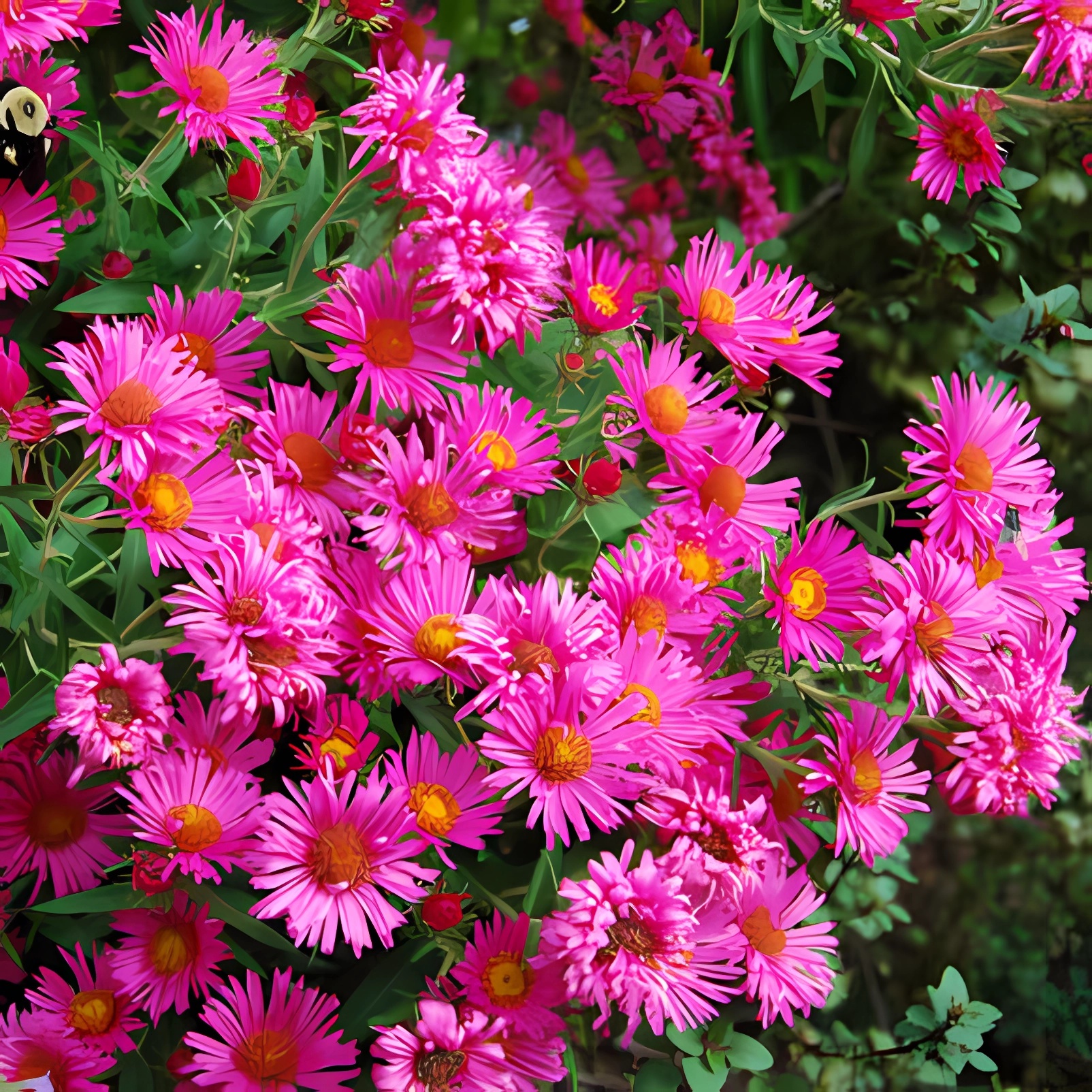 Превью изображения