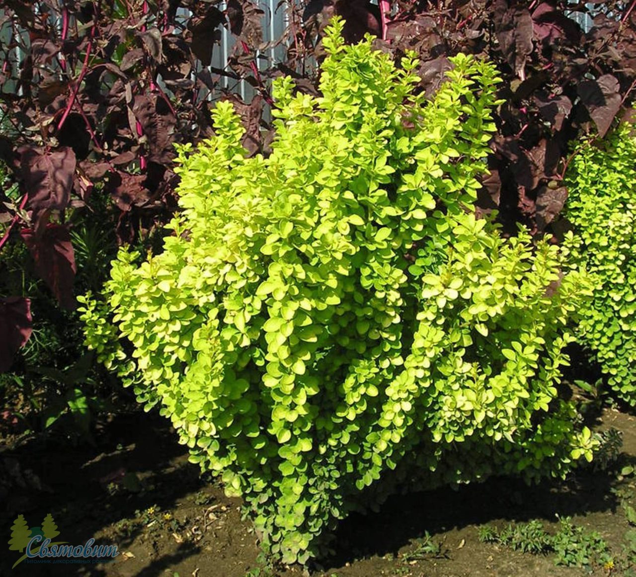 Превью изображения