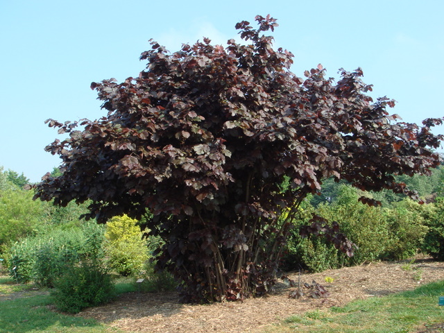 Превью изображения