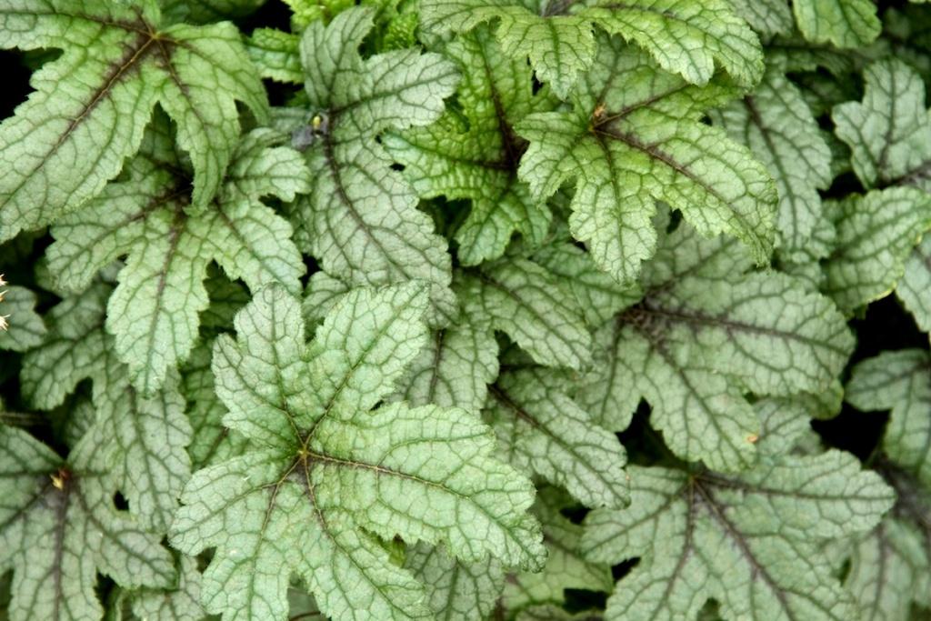 Превью изображения