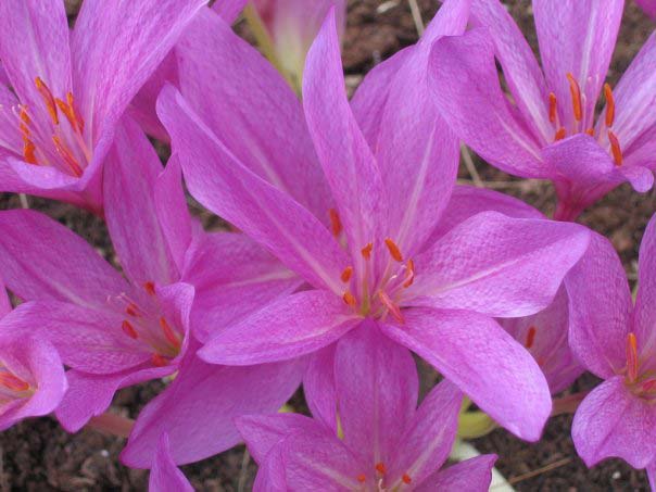 Превью изображения