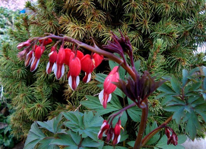 Превью изображения