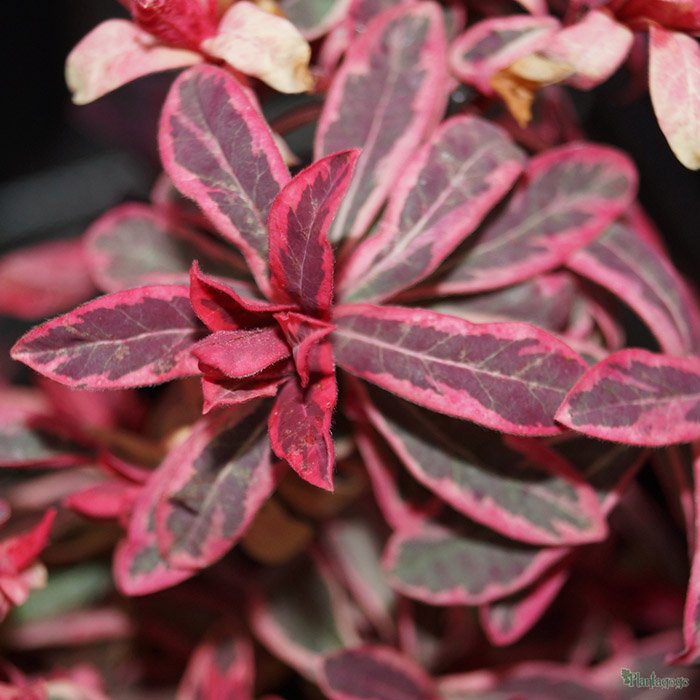 Превью изображения