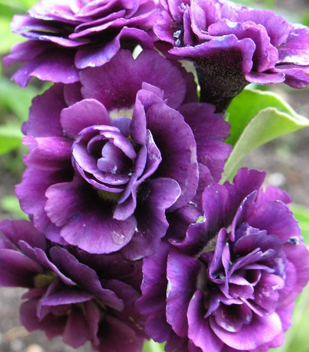 Превью изображения