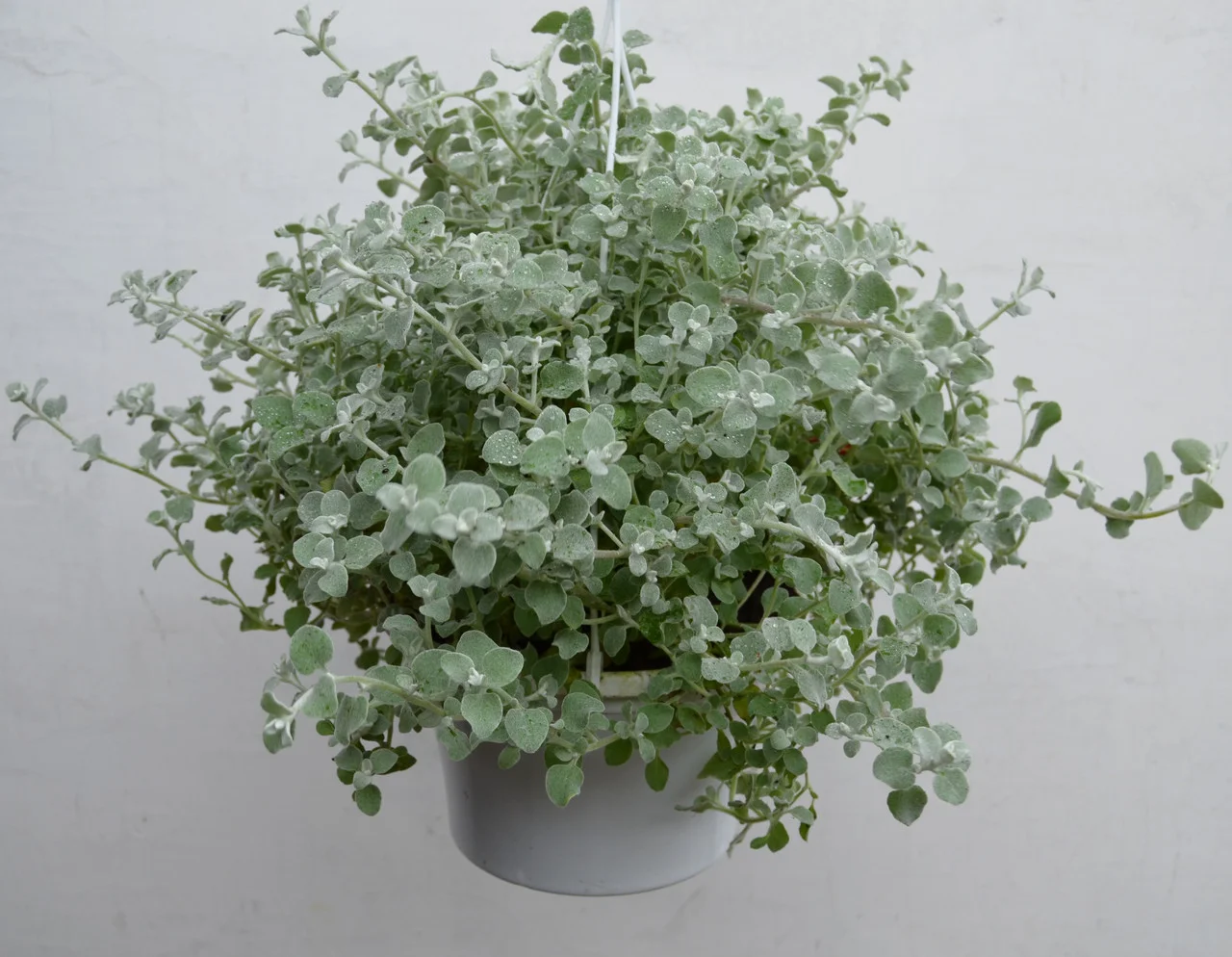 Превью изображения