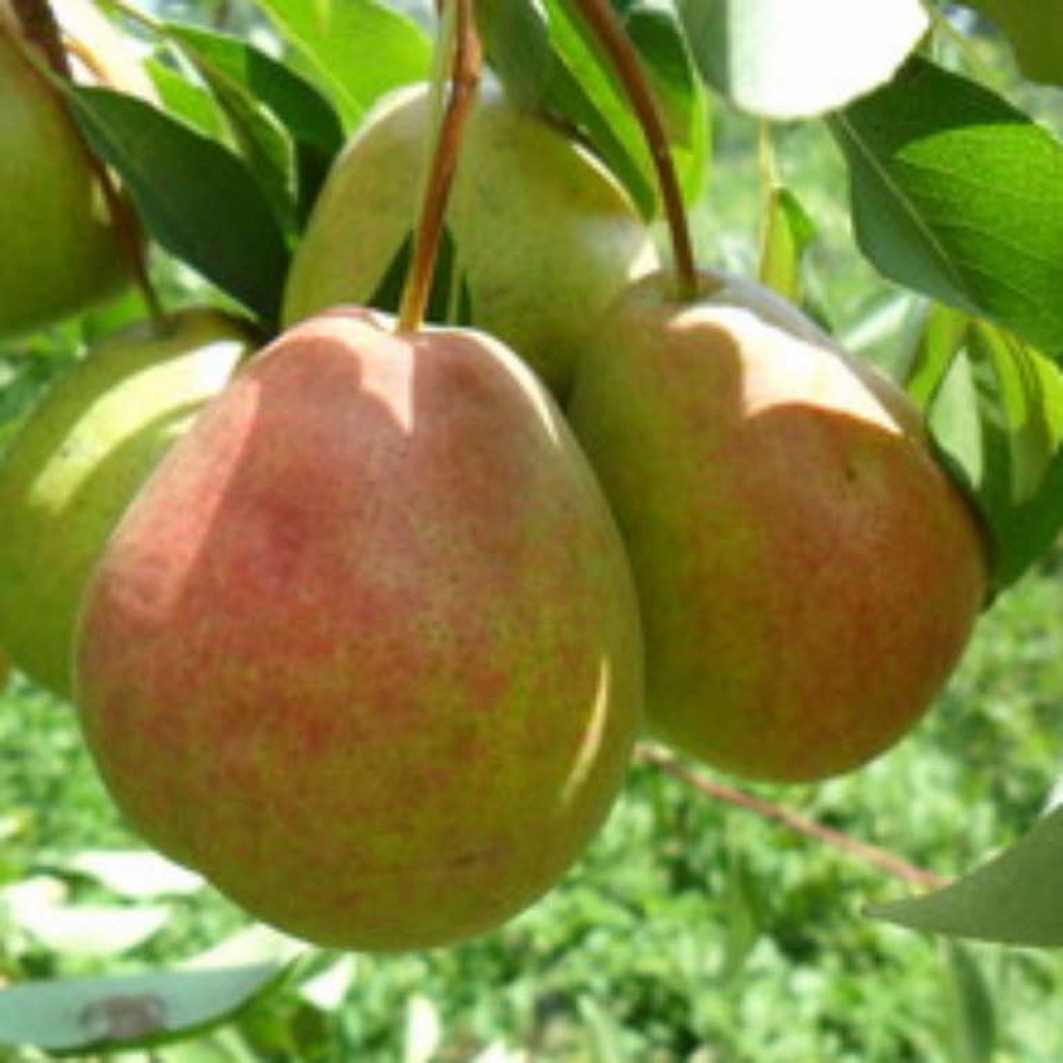 Превью изображения