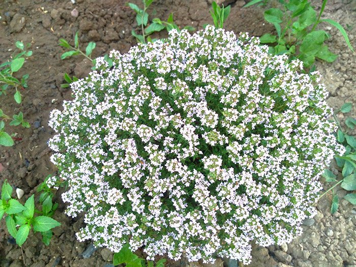 Превью изображения