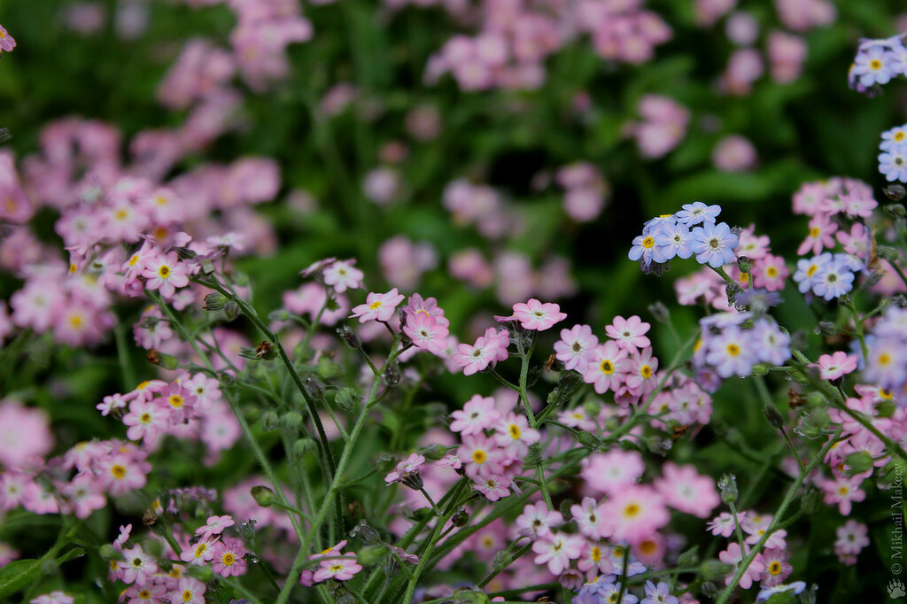Превью изображения