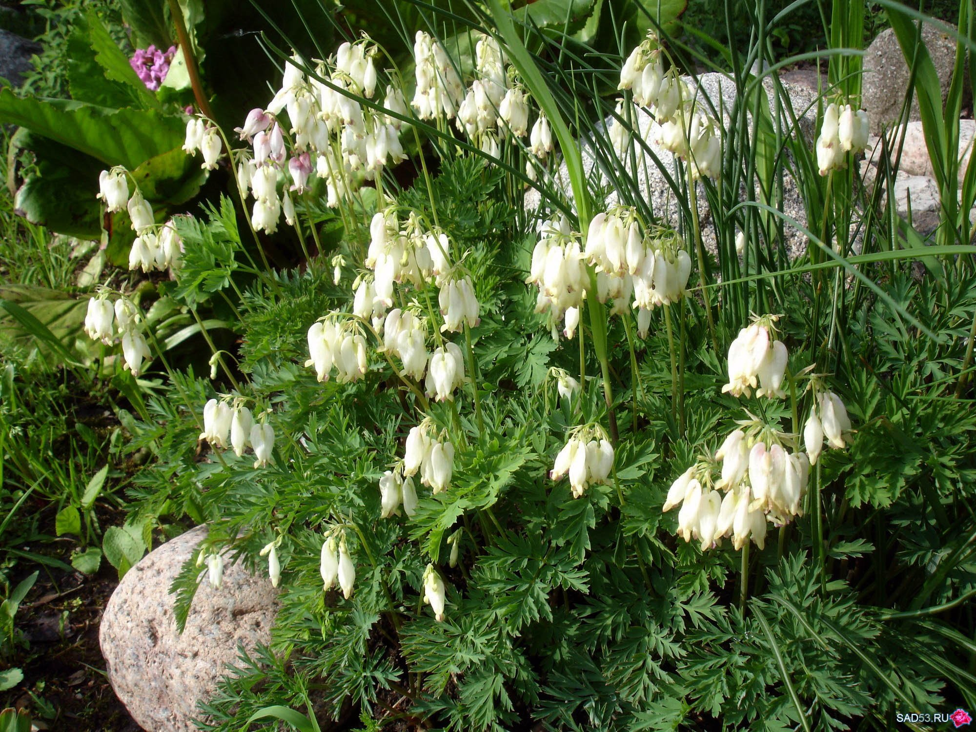 Превью изображения